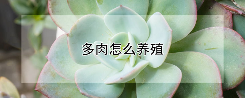 多肉怎么養(yǎng)殖