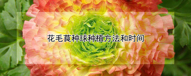 花毛茛種球種植方法和時間