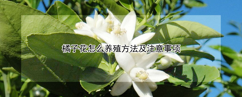 橘子花怎么養殖方法及注意事項