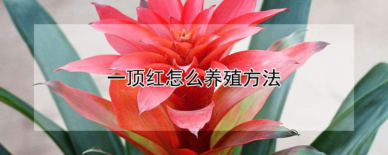 一頂紅怎么養(yǎng)殖方法