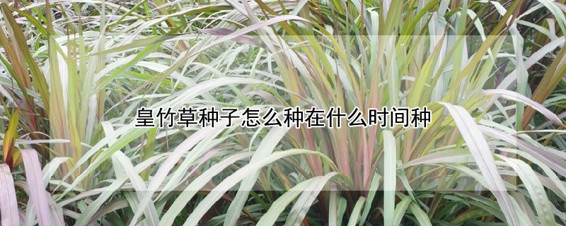 皇竹草種子怎么種在什么時(shí)間種