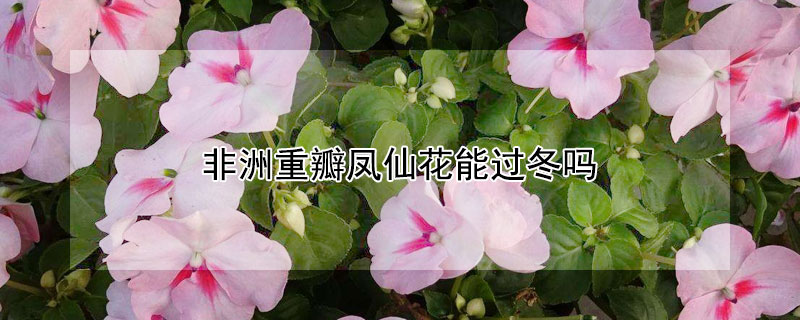 非洲重瓣鳳仙花能過冬嗎