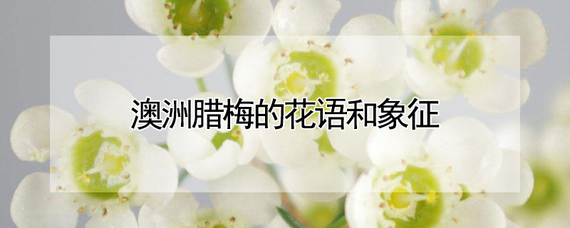 澳洲臘梅的花語和象征