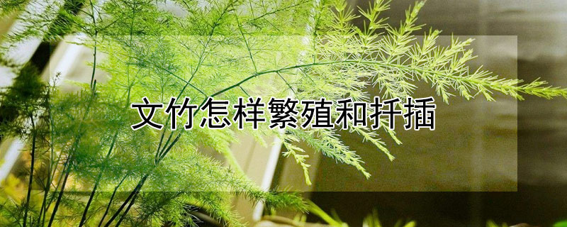 文竹怎樣繁殖和扦插