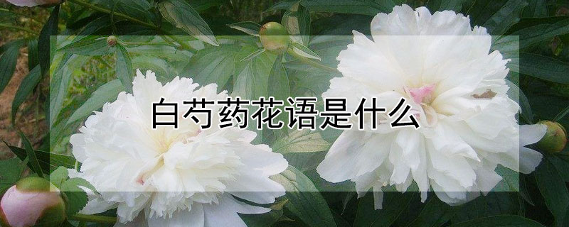 白芍藥花語(yǔ)是什么