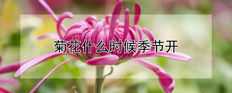 菊花什么時候季節(jié)開