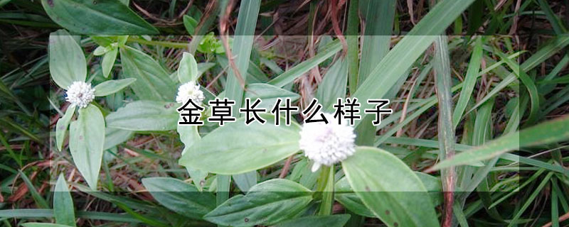 金草長什么樣子