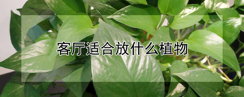 客廳適合放什么植物