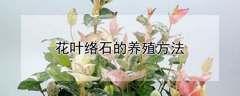 花葉絡(luò)石的養(yǎng)殖方法