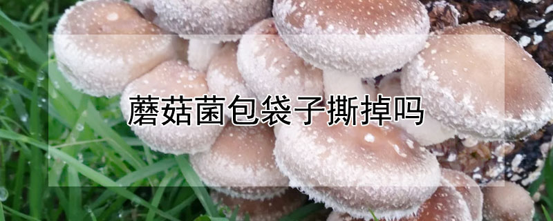 蘑菇菌包袋子撕掉嗎