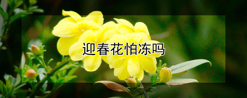 迎春花怕凍嗎