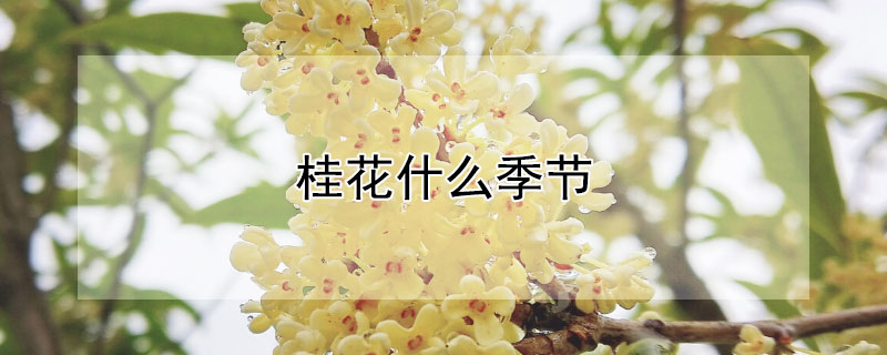 桂花什么季節(jié)