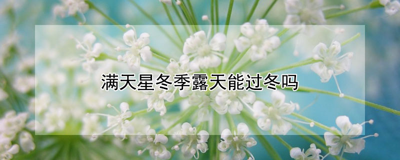 滿天星冬季露天能過(guò)冬嗎