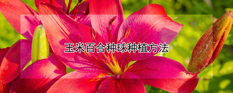 玉米百合種球種植方法