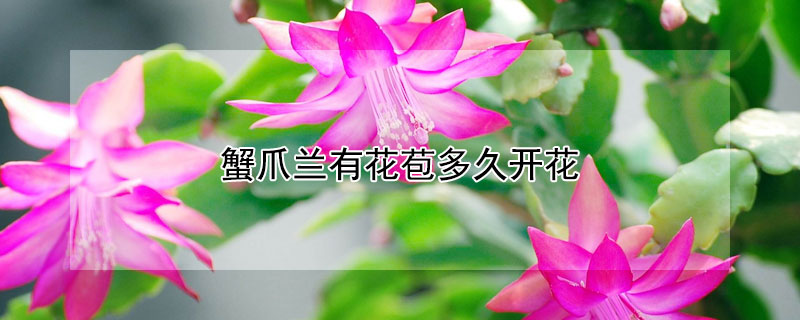 蟹爪蘭有花苞多久開花