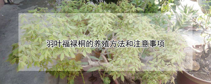 羽葉福祿桐的養殖方法和注意事項