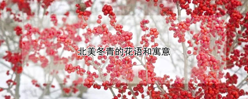 北美冬青的花語和寓意