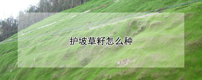 護(hù)坡草籽怎么種