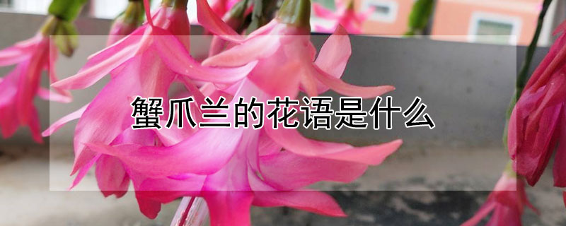 蟹爪蘭的花語(yǔ)是什么