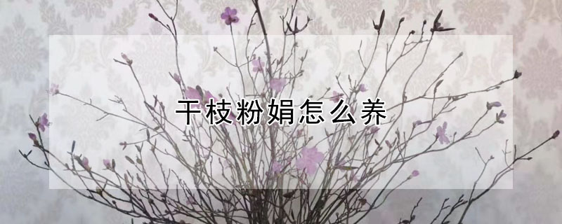 干枝粉娟怎么養(yǎng)