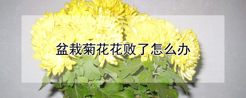 盆栽菊花花敗了怎么辦