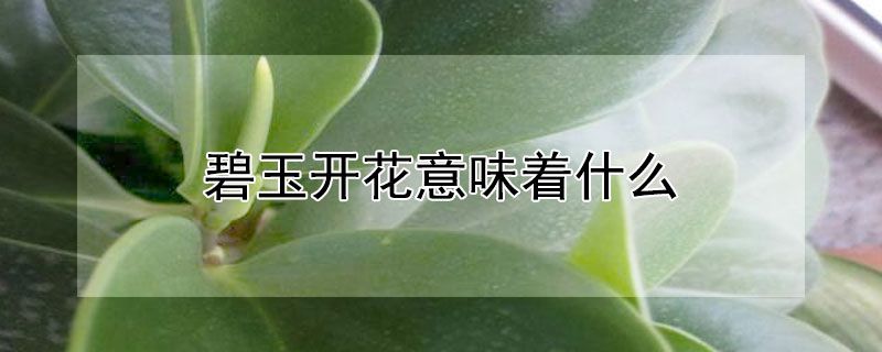 碧玉開花意味著什么