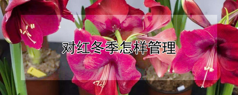 對(duì)紅冬季怎樣管理