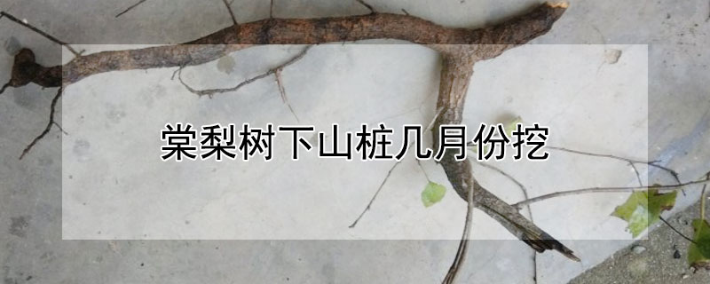 棠梨樹下山樁幾月份挖