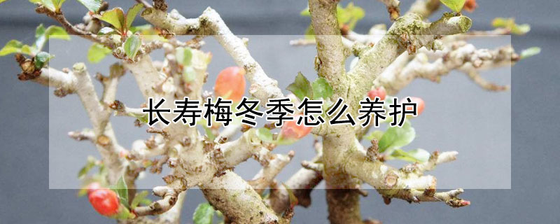 長壽梅冬季怎么養(yǎng)護