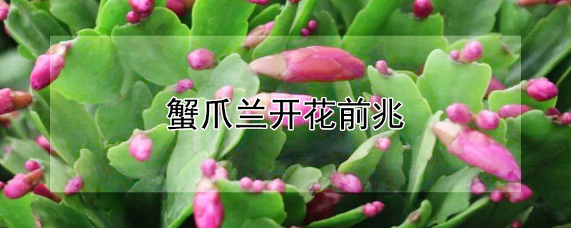 蟹爪蘭開(kāi)花前兆