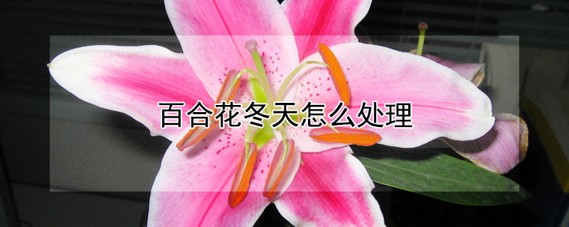 百合花冬天怎么處理