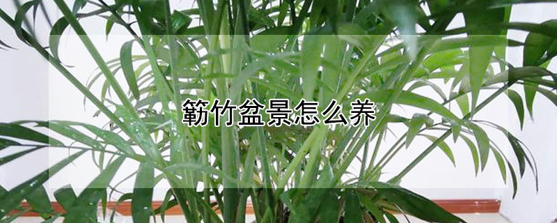 簕竹盆景怎么養(yǎng)