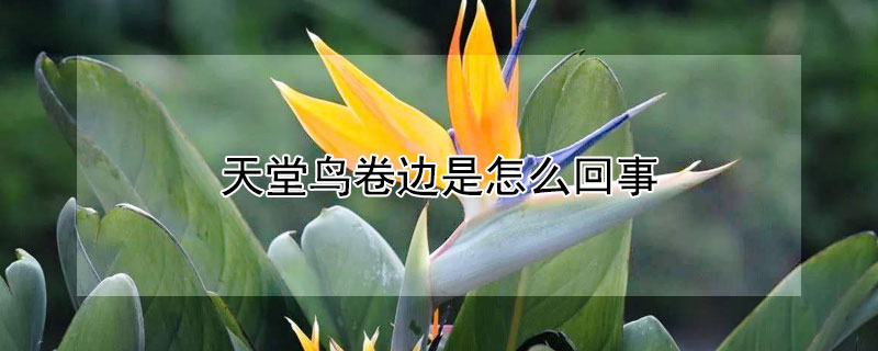 天堂鳥(niǎo)卷邊是怎么回事