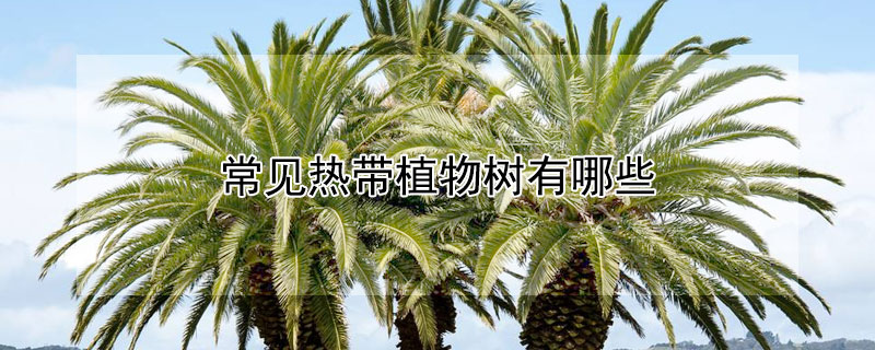 常見熱帶植物樹有哪些