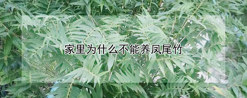 家里為什么不能養(yǎng)鳳尾竹