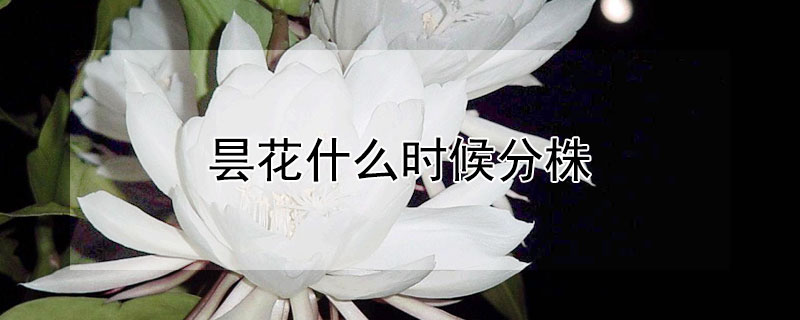 曇花什么時候分株