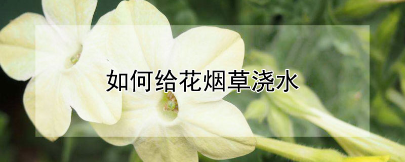 如何給花煙草澆水