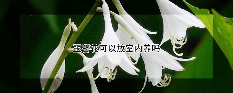 玉簪花可以放室內(nèi)養(yǎng)嗎