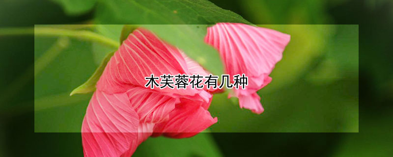 木芙蓉花有幾種