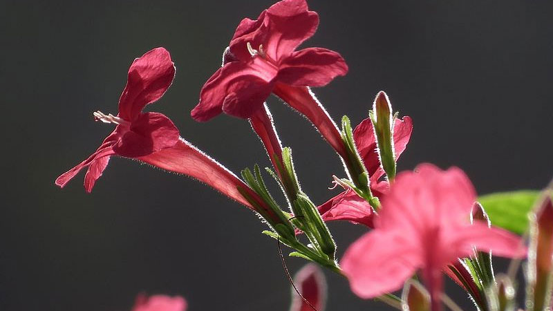 花煙草花期