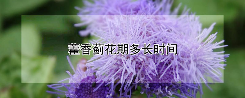 藿香薊花期多長(zhǎng)時(shí)間