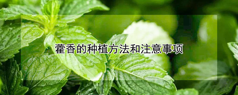 藿香的種植方法和注意事項(xiàng)