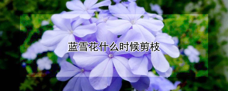 藍(lán)雪花什么時候剪枝