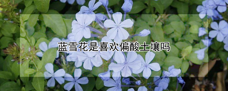 藍(lán)雪花是喜歡偏酸土壤嗎