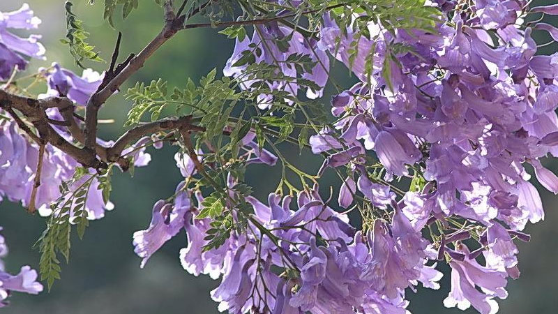 藍花楹的養殖方法和注意事項