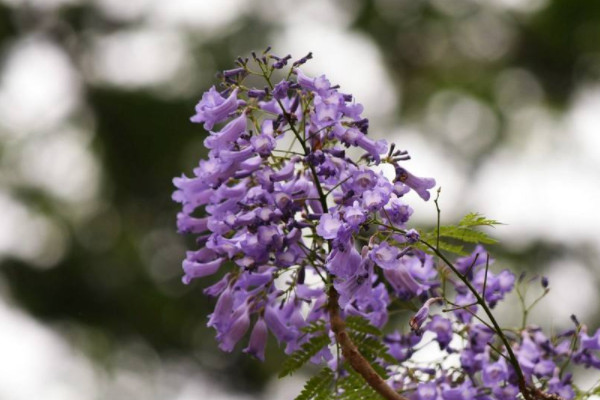 藍(lán)花楹的養(yǎng)殖方法和注意事項(xiàng)