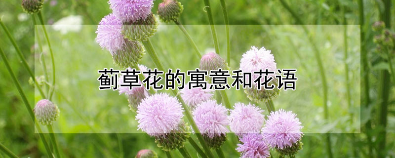 薊草花的寓意和花語