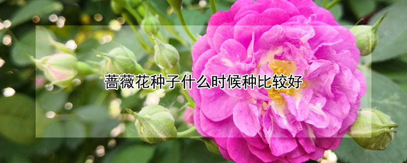 薔薇花種子什么時候種比較好