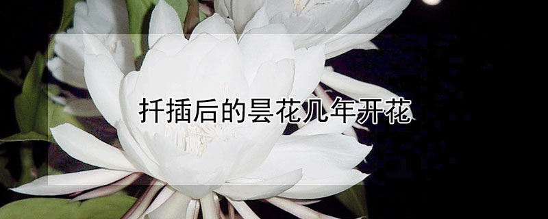 扦插后的曇花幾年開(kāi)花