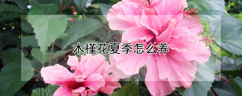 木槿花夏季怎么養